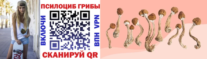 Псилоцибиновые грибы Psilocybe  где купить наркоту  Острогожск 